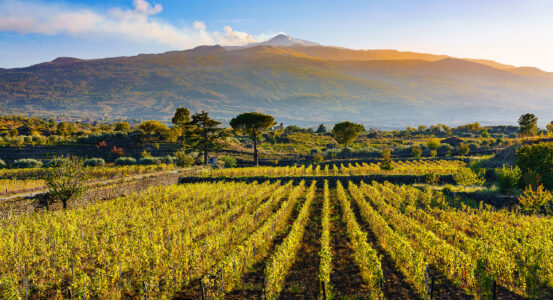 Etna wine: grapes and wineries on Mount Etna